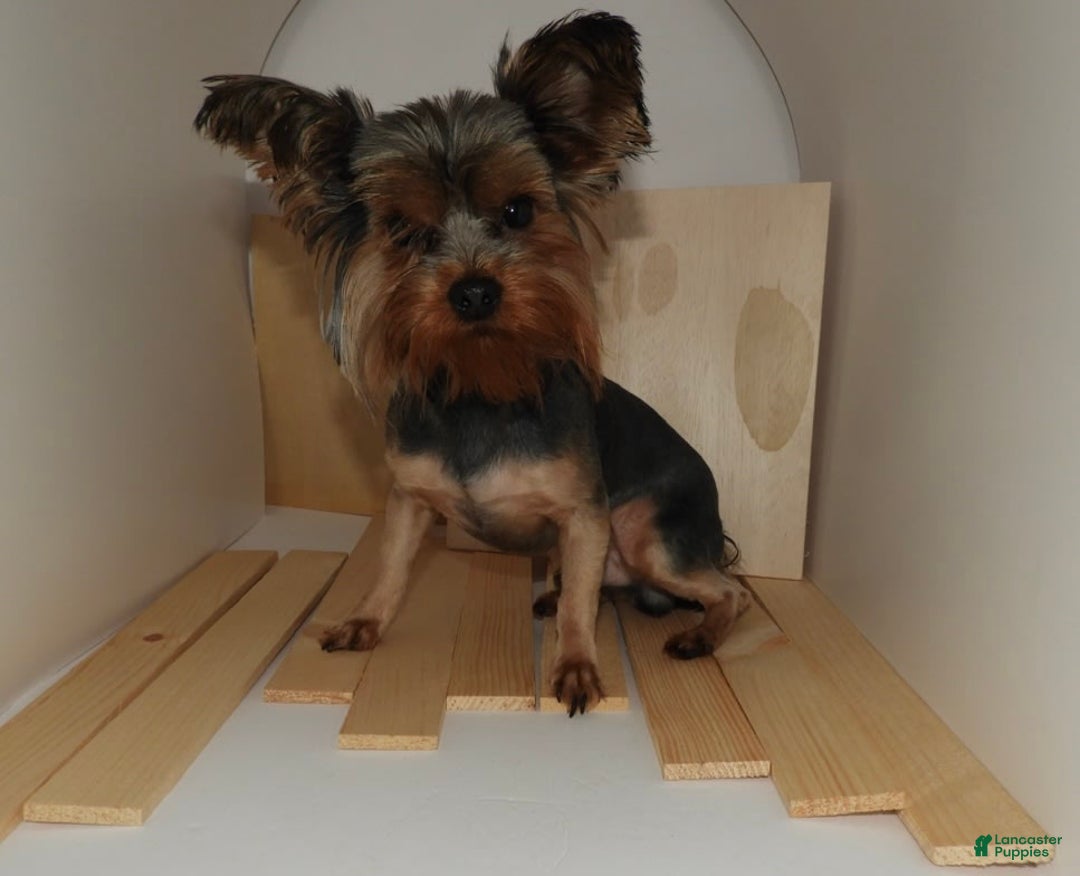 Yorkshire Terrier dogs for sale: Knight - Image 8