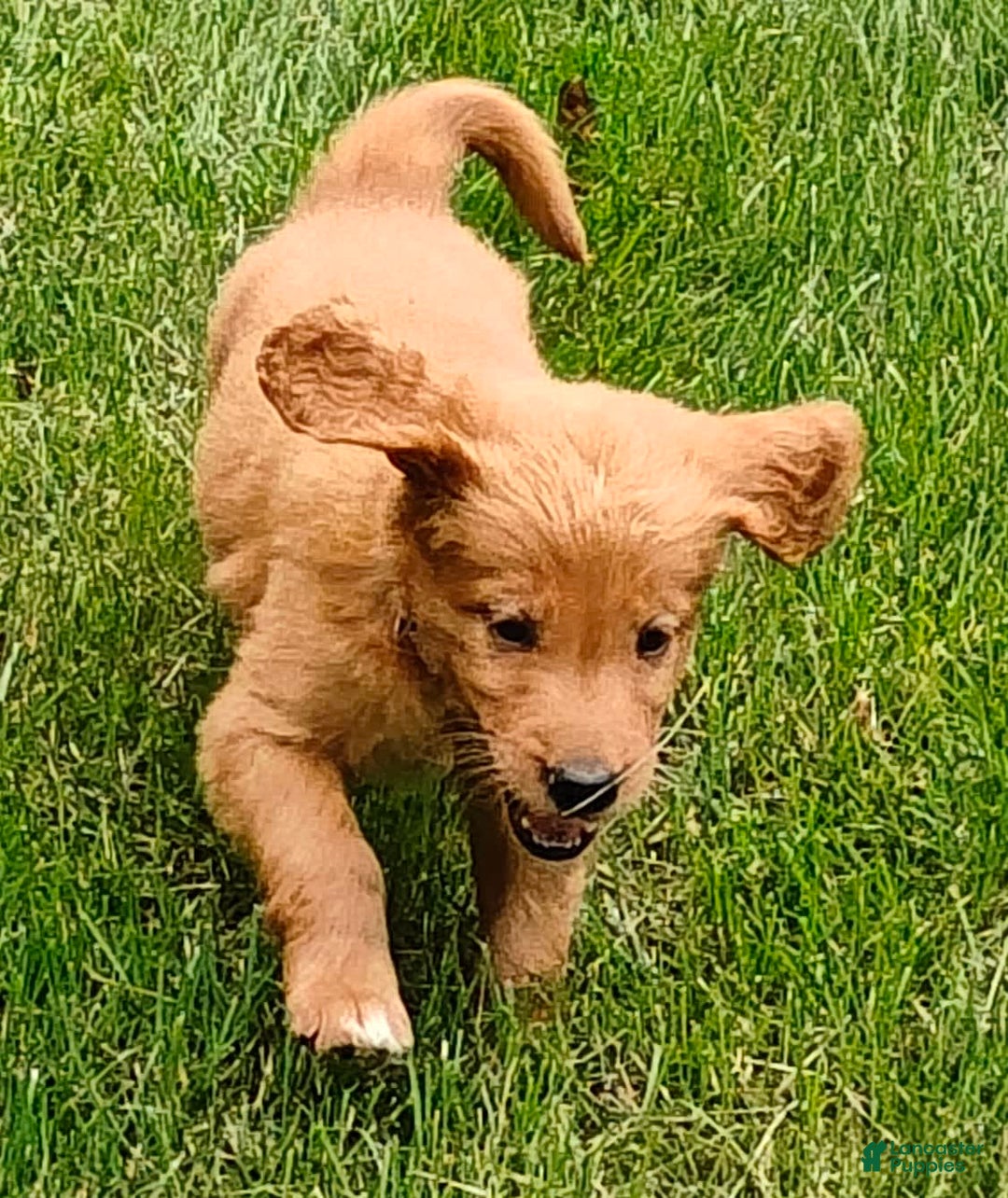 Goldendoodle dogs for sale: Rocky - Image 20