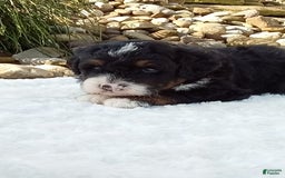 Mini Bernedoodle dogs for sale: Rambo - Image 38