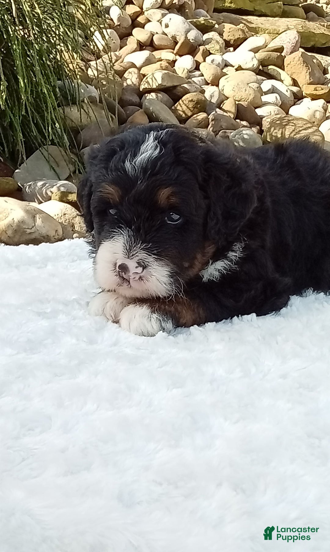 Mini Bernedoodle dogs for sale: Rambo - Image 38