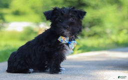 Morkie dogs for sale: Cooper - Image 2