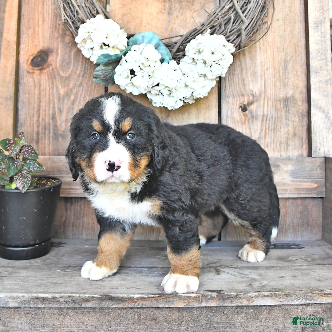 Bernese Mountain Dog dogs for sale: Annie - Image 1