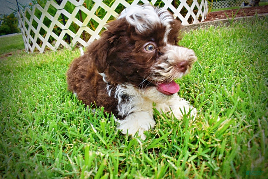 Havapoo dogs for sale: Dash - Image 2