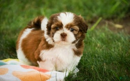 Shih Tzu dogs for sale: Franklin - Image 3
