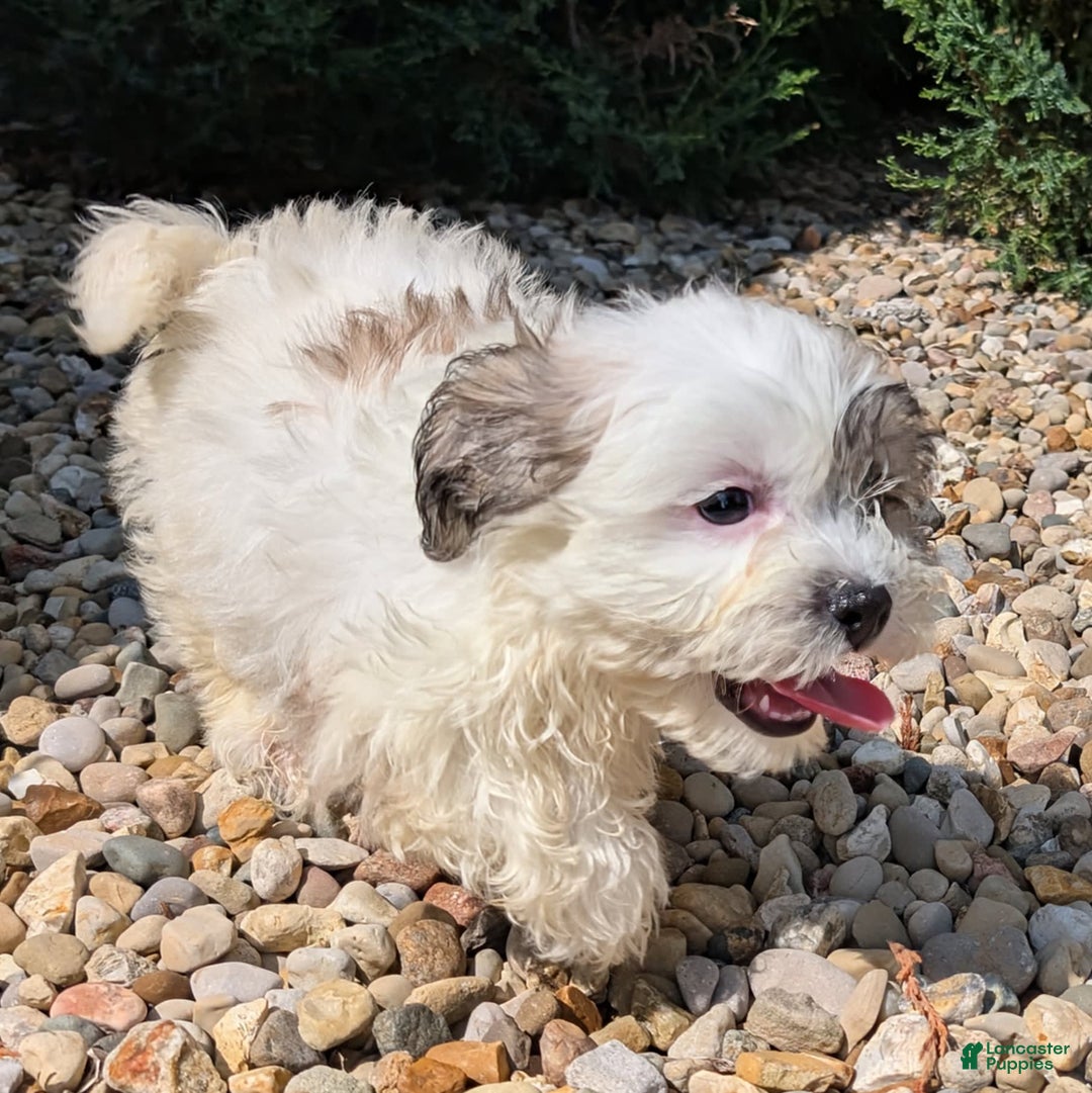 Teddy Bear dogs for sale: Whipped Cream - Image 7
