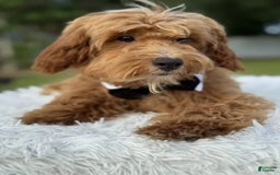 Mini Goldendoodle dogs for sale: Waffles - Image 3
