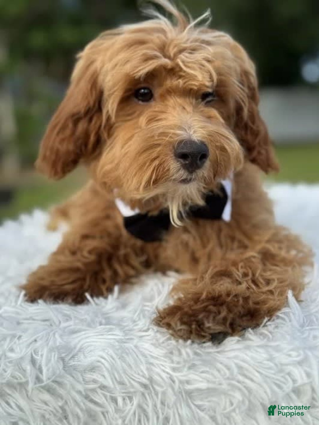 Mini Goldendoodle dogs for sale: Waffles - Image 3