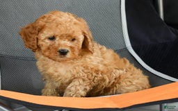 Mini Goldendoodle dogs for sale: Abbie - Image 1