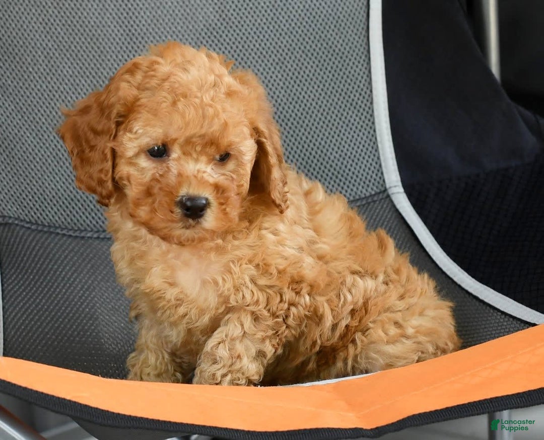 Mini Goldendoodle dogs for sale: Abbie - Image 1