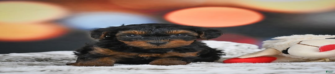 Benny