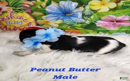 English Springer Spaniel dogs for sale: Peanut Butter - Image 1