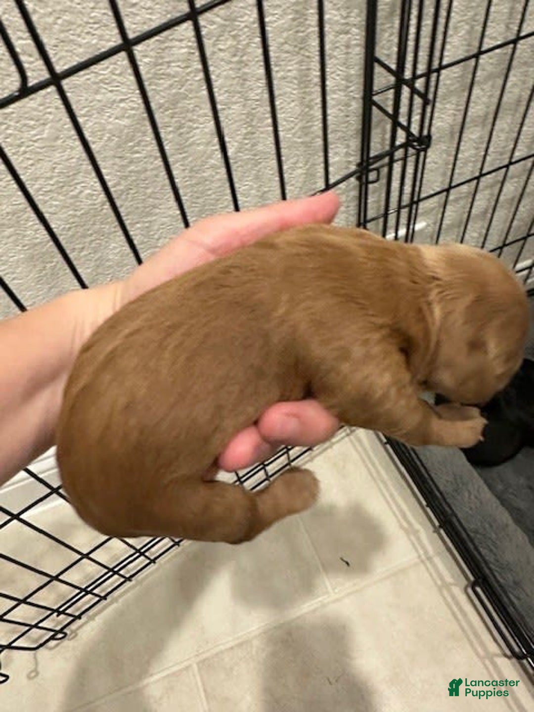 Mini Goldendoodle dogs for sale: Males Litter 2 - Image 43