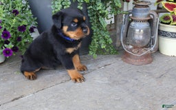 Rottweiler dogs for sale: Duke - Image 2