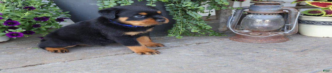 Duke