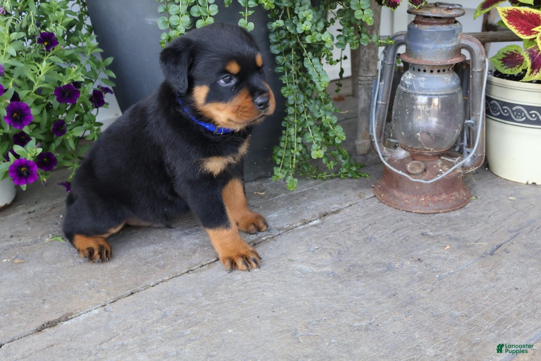 Rottweiler dogs for sale: Duke - Image 2