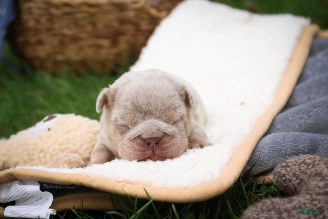 English Bulldog dogs for sale: Turbo - Image 23