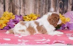 Cavalier King Charles Spaniel dogs for sale: Easton - Image 4