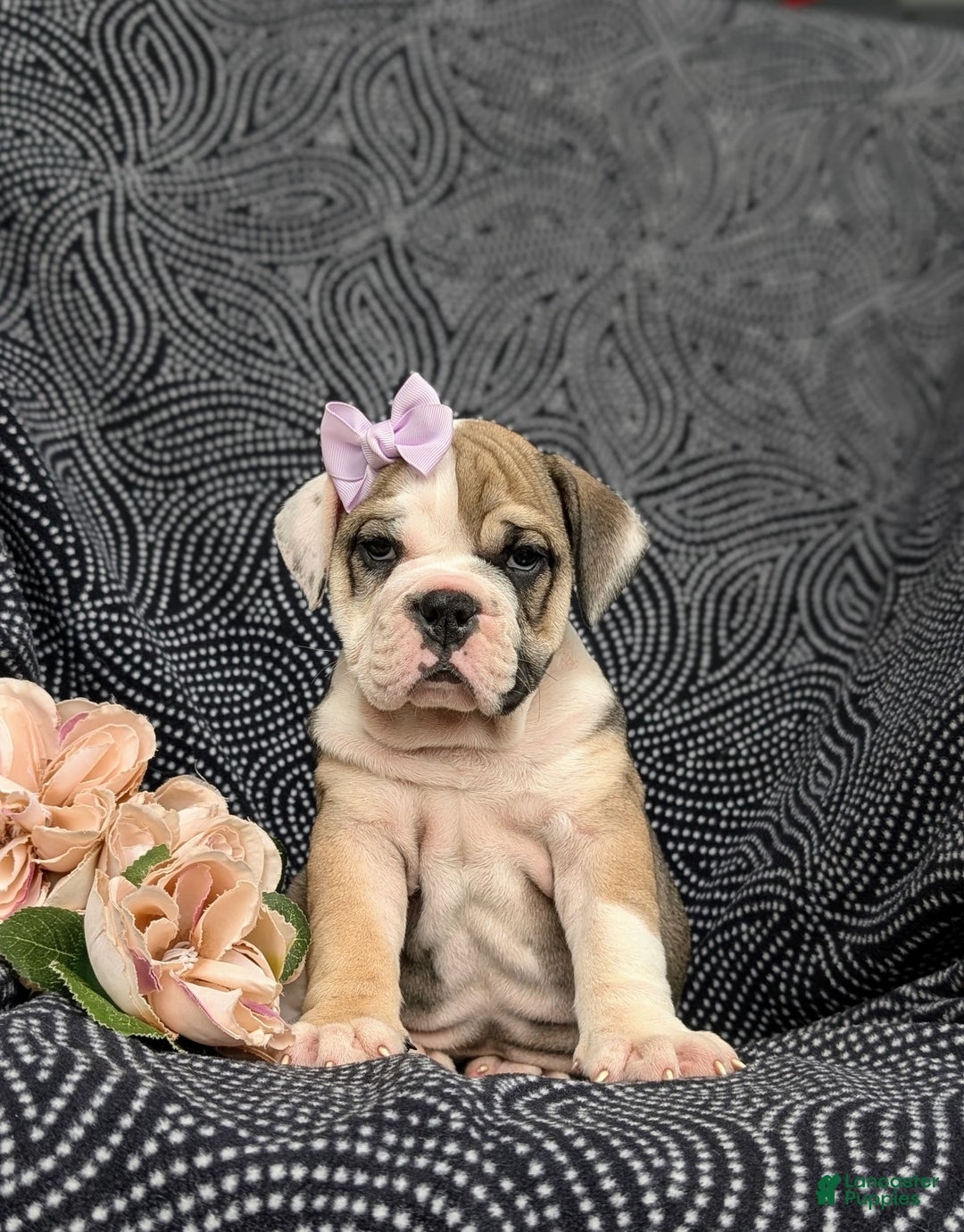 Olde English Bulldogge dogs for sale: Ginger - Image 16