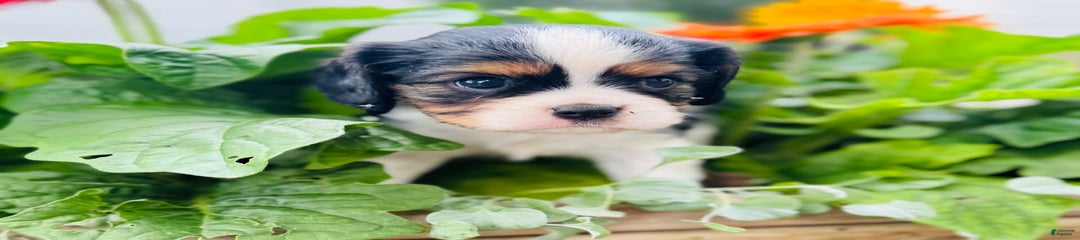 Rhoda