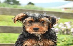 Yorkshire Terrier dogs for sale: Charlie - Image 10