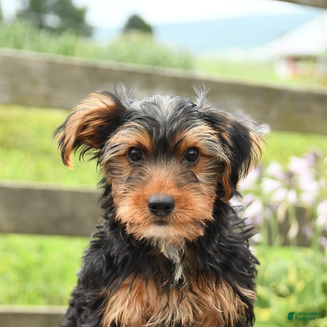Yorkshire Terrier dogs for sale: Charlie - Image 10