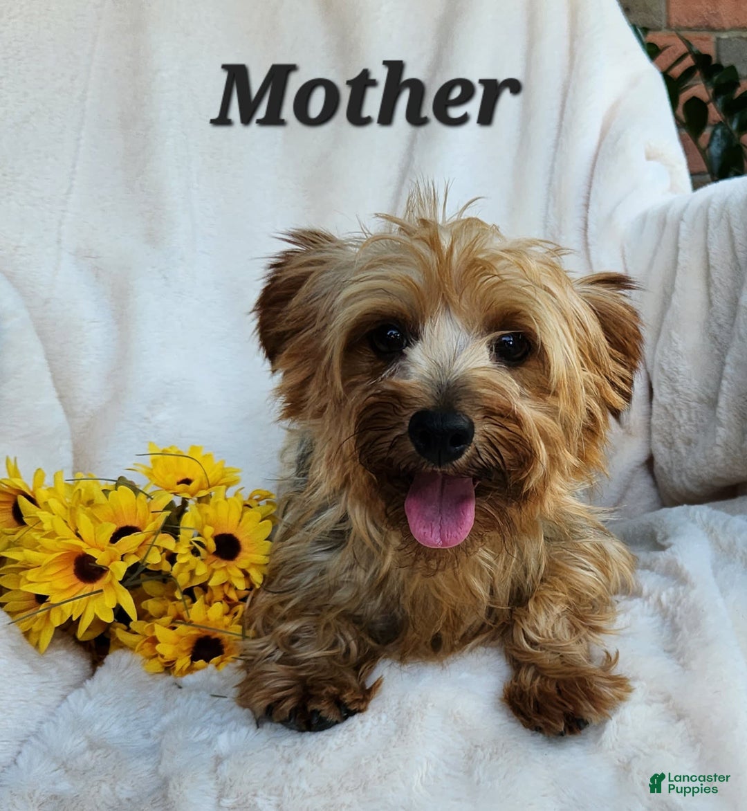 Morkie dogs for sale: Bandit - Image 9