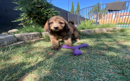 Bernedoodle dogs for sale: Baby Caramelo - Image 2