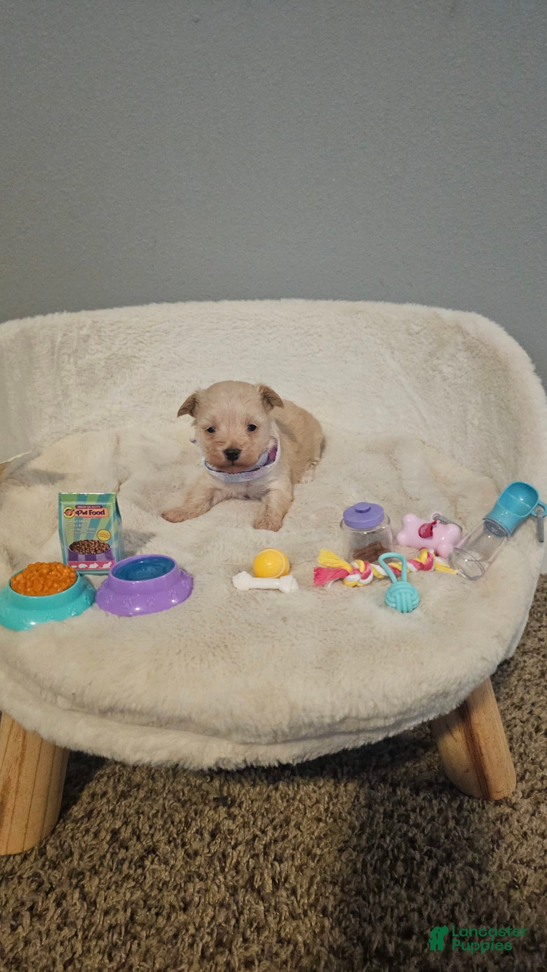 Yorkiepoo dogs for sale: Tiny - Image 2