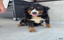 Mini Bernedoodle dogs for sale: Max - Image 11