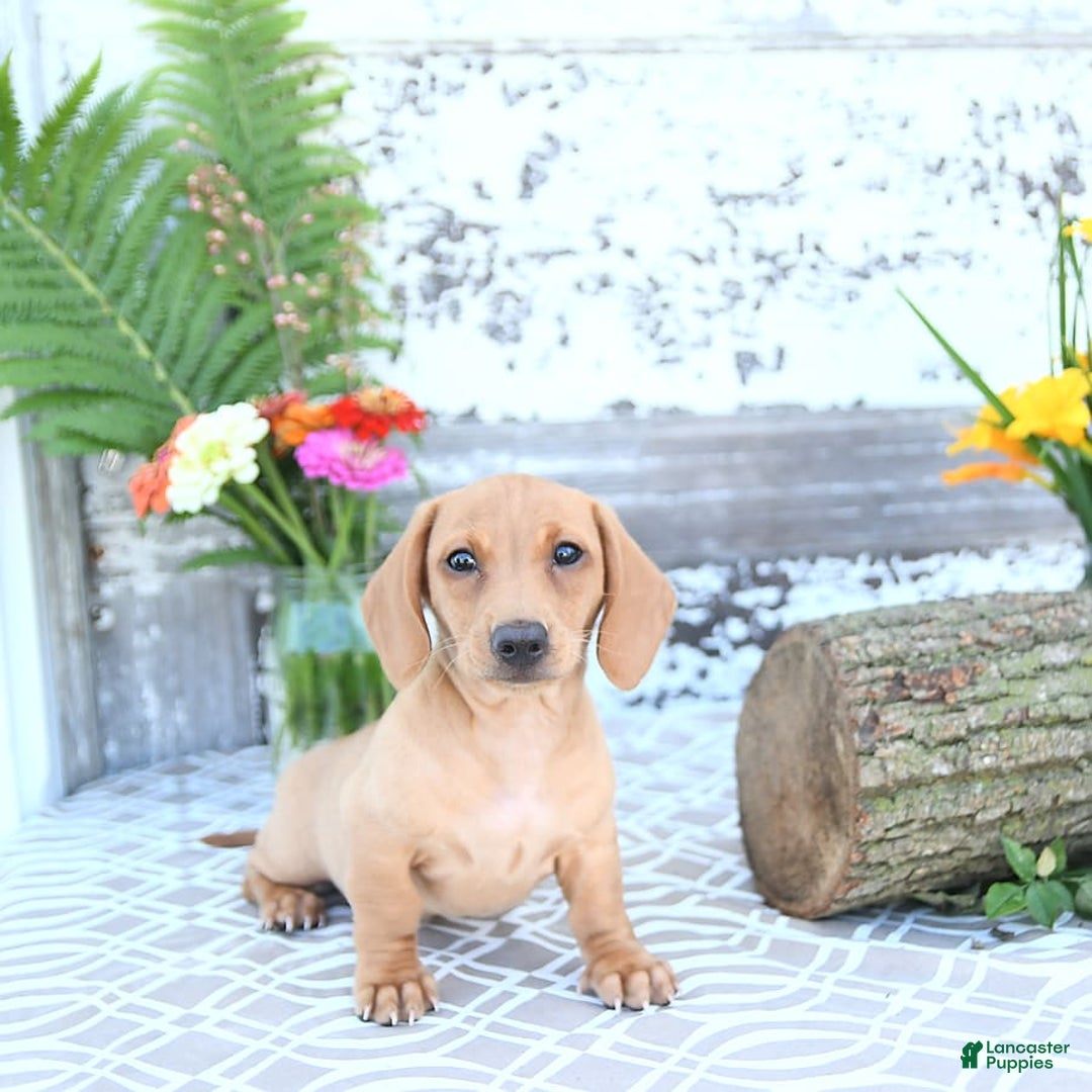 Miniature Dachshund dogs for sale: Twinkle - Image 18
