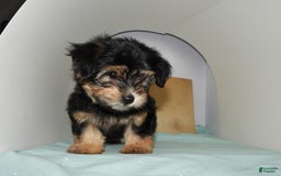 Yorkshire Terrier dogs for sale: Teddy - Image 5
