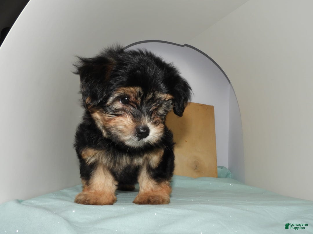 Yorkshire Terrier dogs for sale: Teddy - Image 5