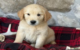 Golden Retriever dogs for sale: Sydney - Image 7