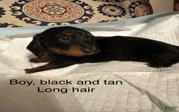 Dachshund dogs for sale: Benny - Image 1