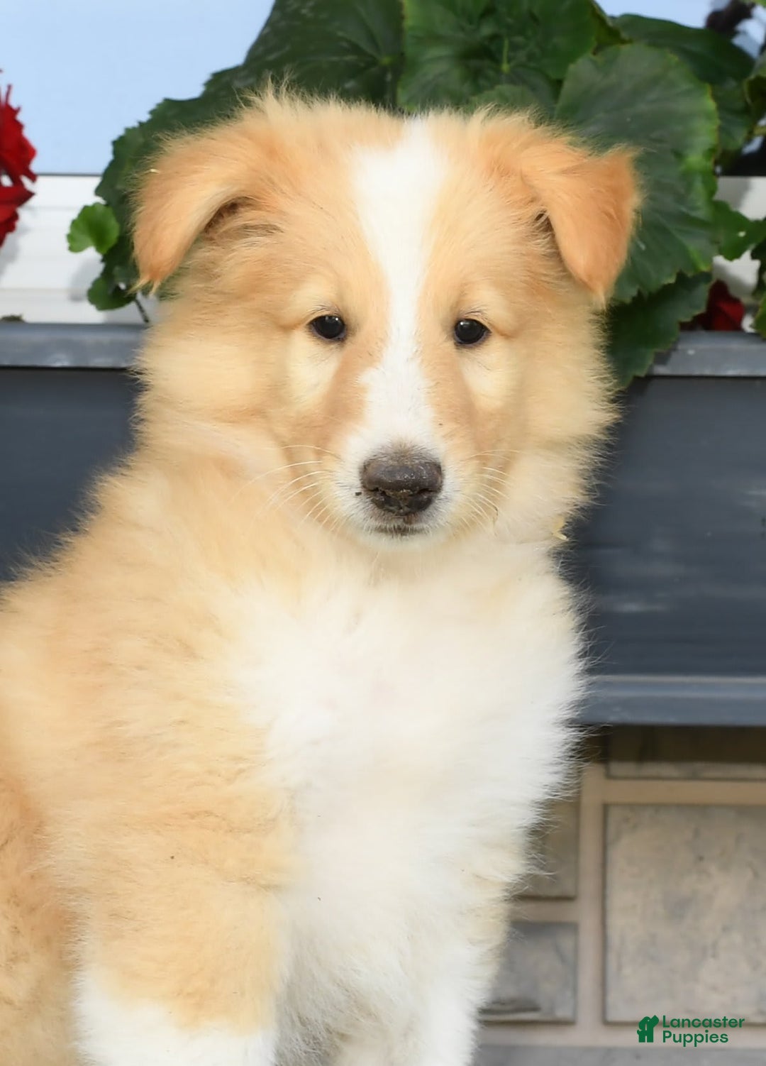 Collie dogs for sale: Pete - Image 5