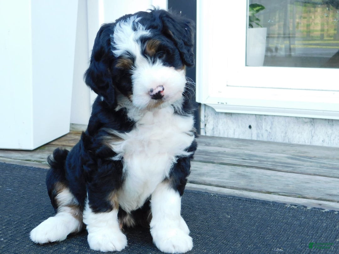 Mini Bernedoodle dogs for sale: Tommy - Image 8