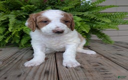 Goldendoodle dogs for sale: Willow - Image 6