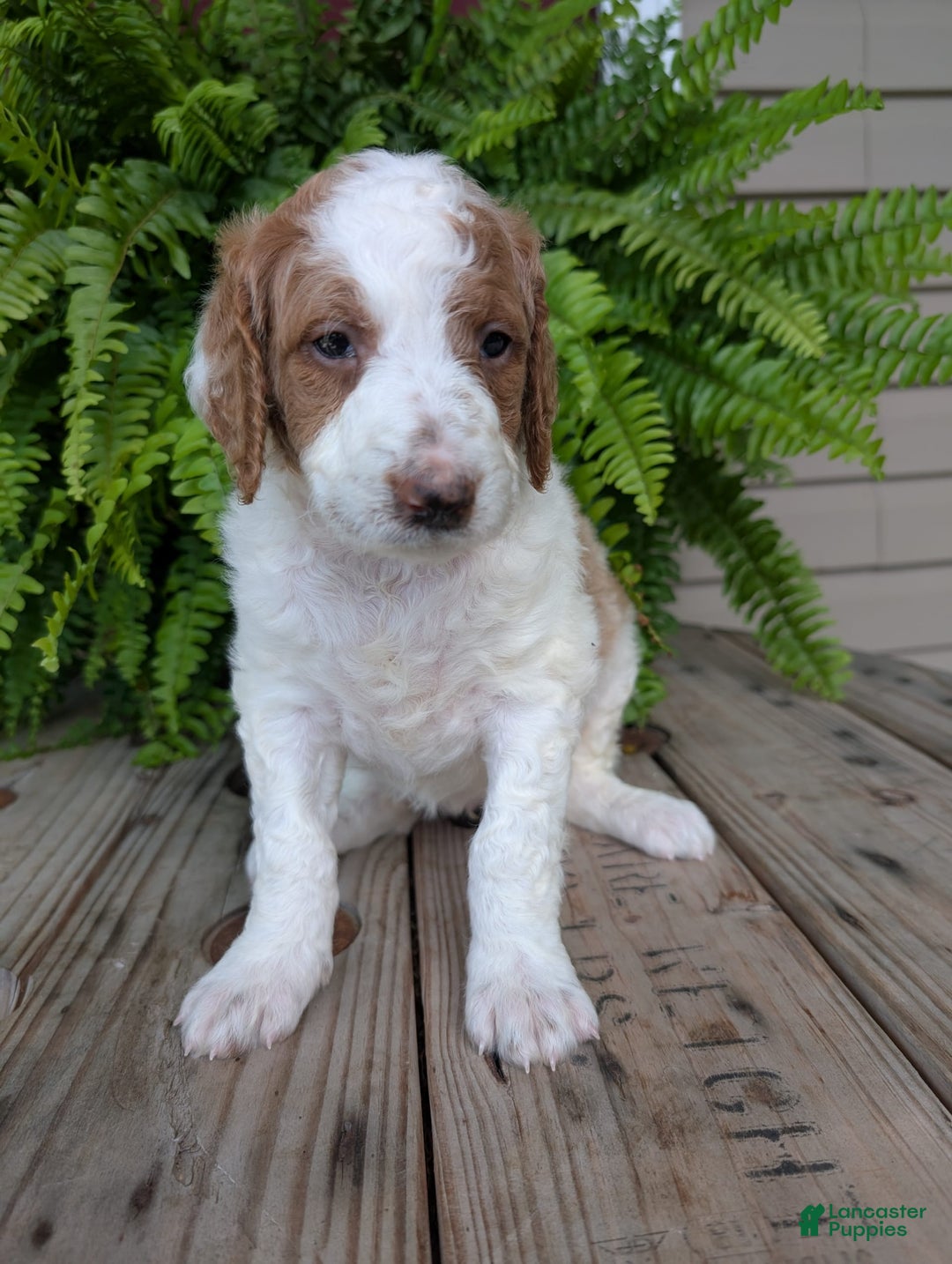 Goldendoodle dogs for sale: Willow - Image 6