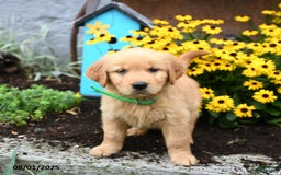 Golden Retriever dogs for sale: Flora - Image 4