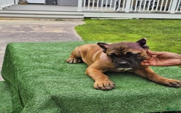 Cane Corso dogs for sale: Coco - Image 22
