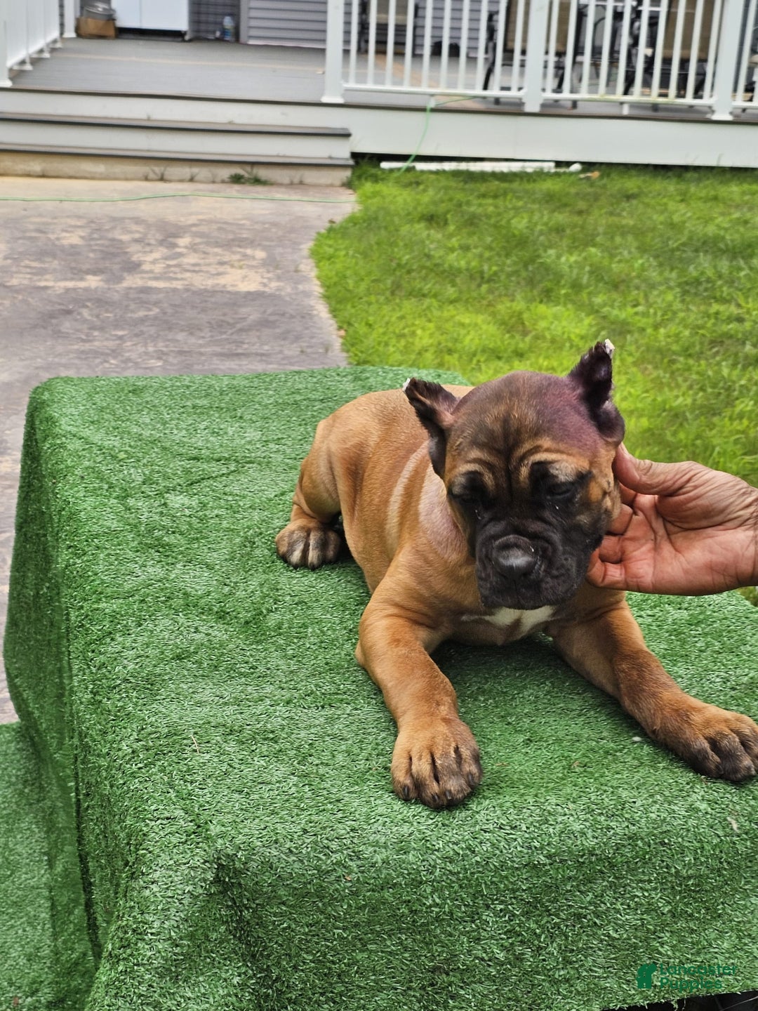 Cane Corso dogs for sale: Coco - Image 22