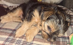 Yorkshire Terrier dogs for sale: Biggie Smalls - Image 3