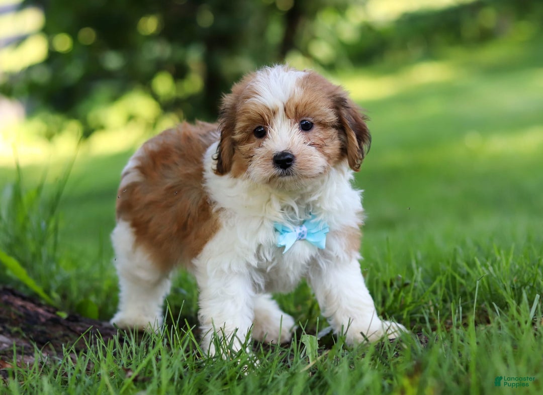Shihpoo dogs for sale: Grady - Image 3