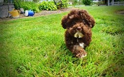 Havapoo dogs for sale: Tucker - Image 4