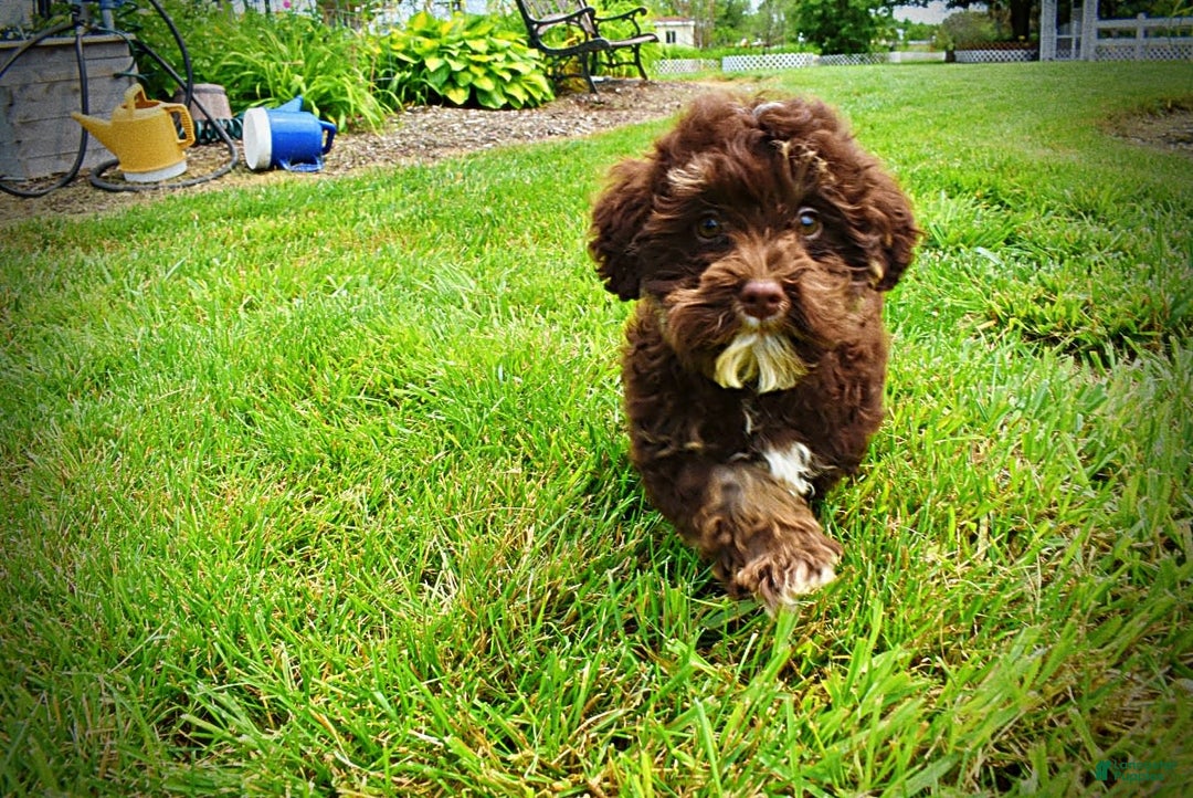 Havapoo dogs for sale: Tucker - Image 4