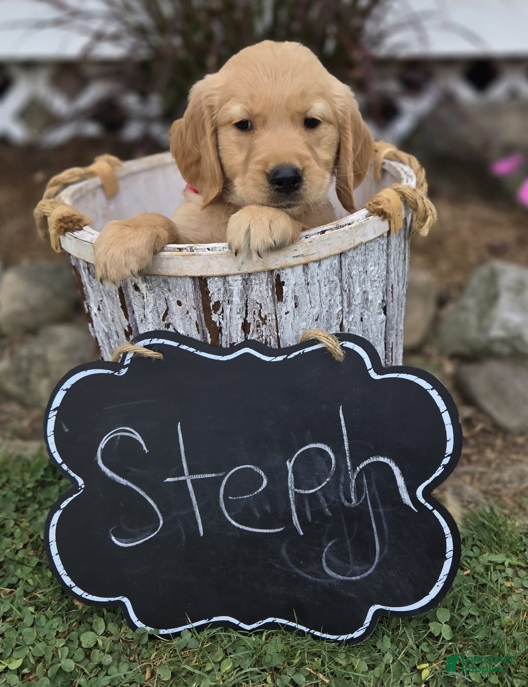 Golden Retriever dogs for sale: Steph - Image 3