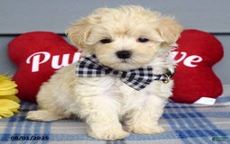 Maltipoo dogs for sale: Marly - Image 7