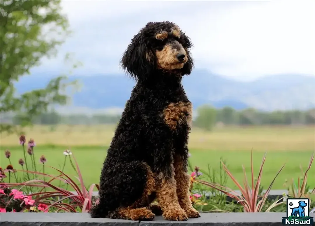 Bernedoodle dogs for sale: 6 - Image 5