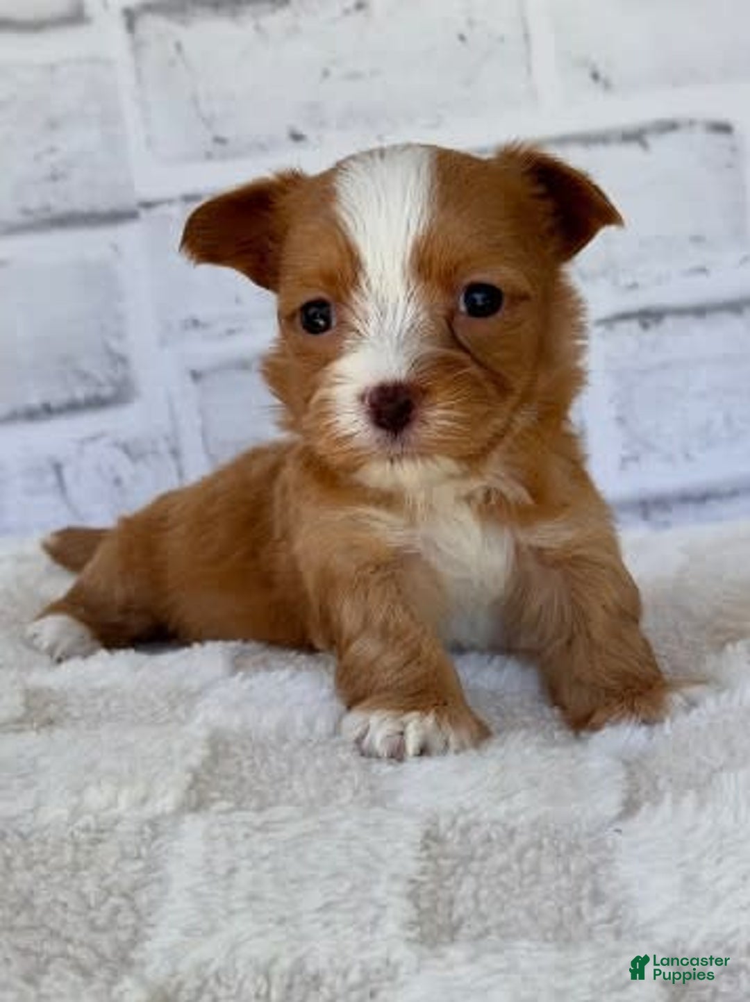 Morkie dogs for sale: Dionne - Image 1
