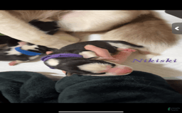 Siberian Husky dogs for sale: Nikiski - Image 1